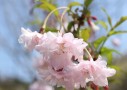 梅（ウメ）・桃（モモ）・桜（サクラ）花の見分け方