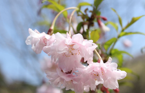 梅（ウメ）・桃（モモ）・桜（サクラ）花の見分け方