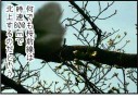 時速800mの桜前線に飲まれる春の夕暮れ