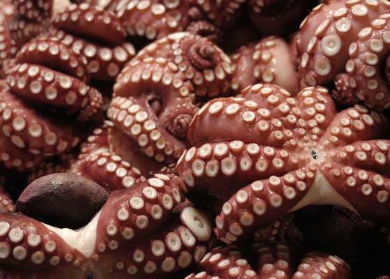 trypophobia-octopus