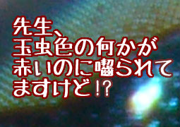 先生、玉虫色の何かが赤いのに囓られてますけど!?