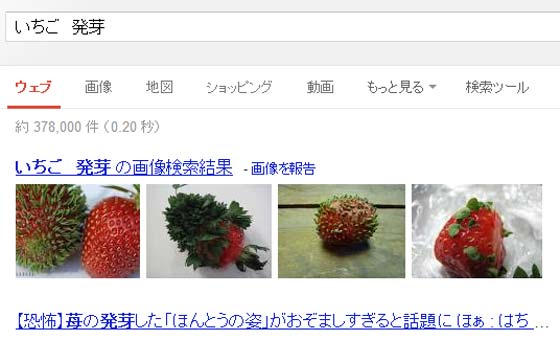イチゴが発芽した奇形写真