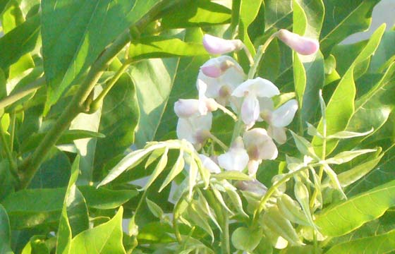 藤の花が狂い咲きするのは異常？季節の管理や剪定時期の基本メモ