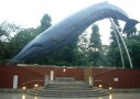 科博のマッコウクジラ