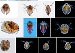 water flea on flickr