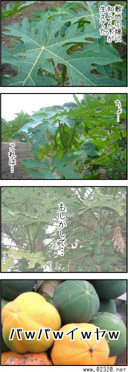 観葉植物としてのパパイヤが一石何鳥で超いけてる話