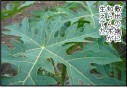 観葉植物としてのパパイヤが一石何鳥で超いけてる話