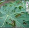 パパイヤの葉っぱ