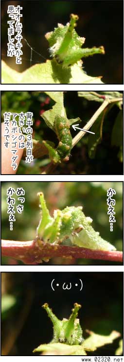 アカボシゴマダラの幼虫見分け方