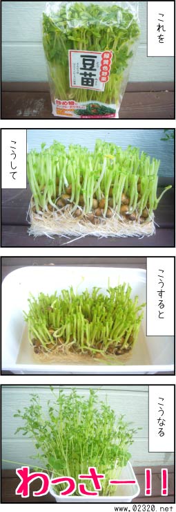 豆苗の再生産モニタリング