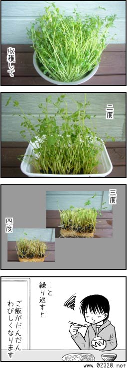 豆苗の単利増殖結果