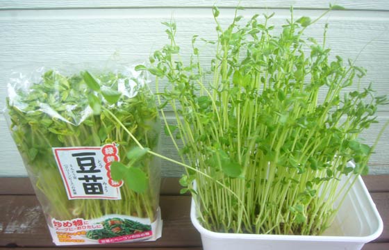 マメに増やそう！利率4割で美味しすぎるはじめての豆苗運用