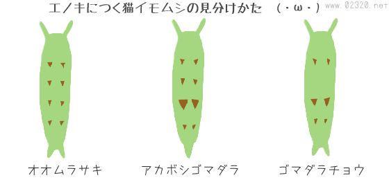 オオムラサキ・アカボシゴマダラ・ゴマダラチョウ幼虫の見分け方
