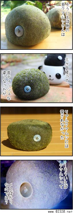 クマムシ培養苔玉を3ヶ月管理してみた