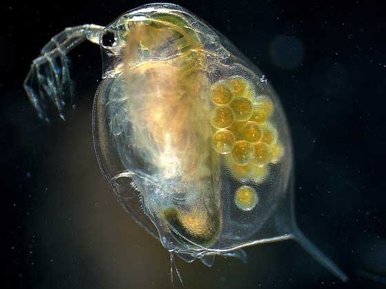 ミジンコのエサ売ってた…魚のエサじゃなくてミジンコのエサが