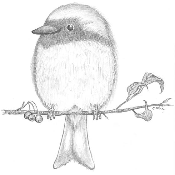 Pencil Drawing, Daurian Redstart, ジョウビタキが小枝にとまってるところ