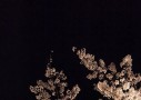 宇宙桜が奇妙な花を咲かせた理由を放射線のせいにしたい人達