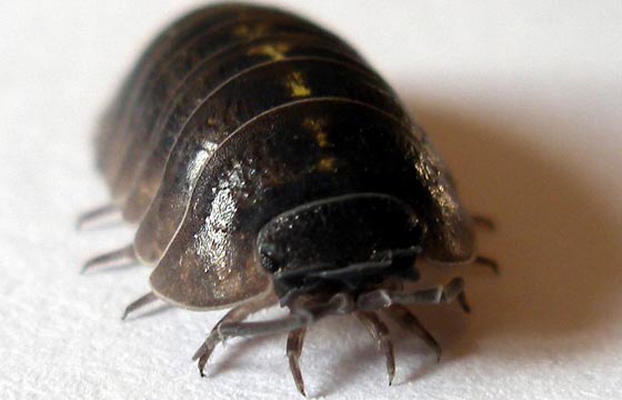 オウムに似てる生き物選手権