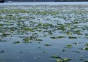 海に落ちてる青のりを拾って食べる