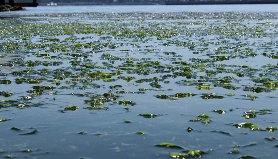 海に落ちてる青のり（アナアオサ）を食べる