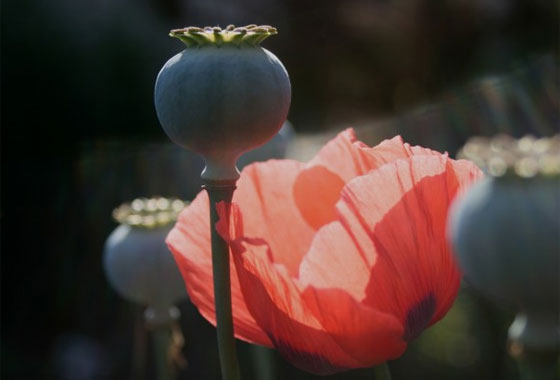 ケシ（ソムニフェルム種）の花と実