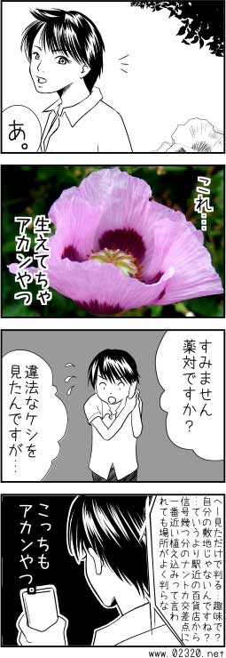 植えてはいけないケシを見つけたので通報してみた体験談