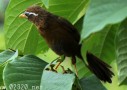 ガビチョウ七色の鳴き声が美しすぎると私の中で話題に