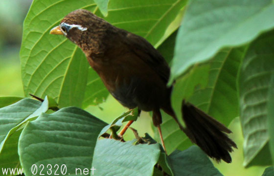 ガビチョウ七色の鳴き声が美しすぎると私の中で話題に