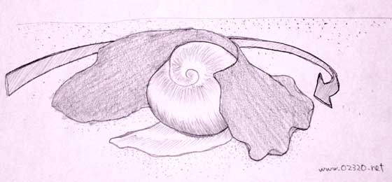 ツメタガイの産卵