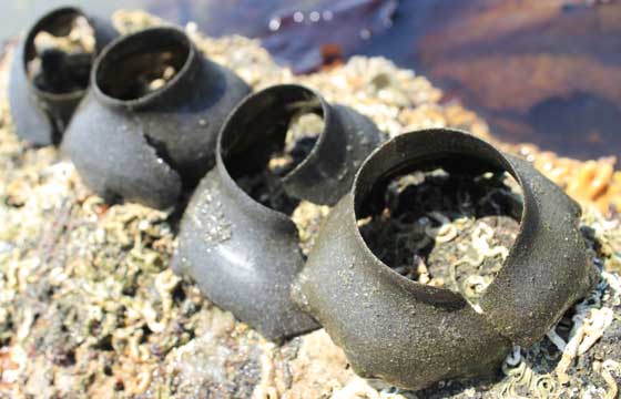 浜の謎オブジェ「砂茶碗」は潮干狩りの大敵ツメタガイでした！