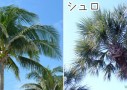 本当にヤシ!?国内の南国っぽい植栽はシュロのことが多いよ！