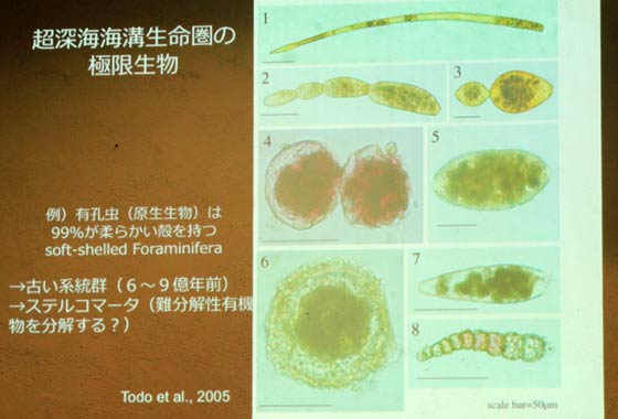 超深海に棲息する有孔虫