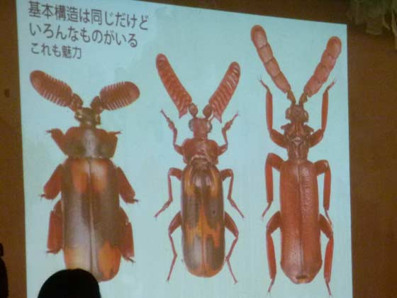 ヒゲブトオサムシの多様性