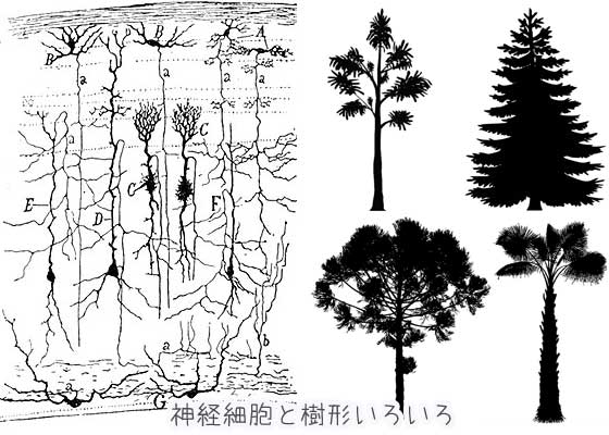 脳科学ってなんだろう？見た目が大事な脳神経細胞の話