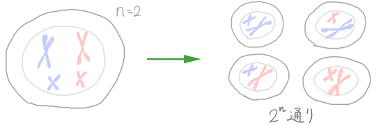 減数分裂の仕組み