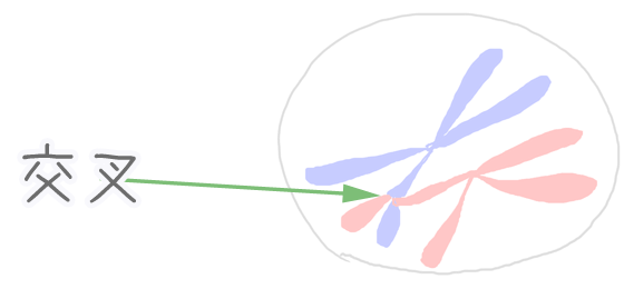 遺伝的交叉・キアズマ
