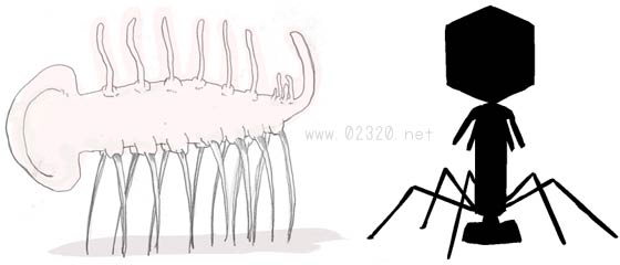 ハルキゲニアの初期復元像とバクテリオファージ