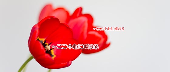 パラボラ効果で花の中は暖かい