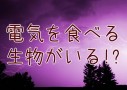 「電気を食べて生きる微生物」の何がスゴイか判らない全ての人へ！