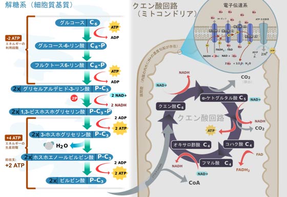 解糖系とクエン酸回路と水素伝達系