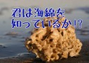 海綿とバイオミメティクス（生物模倣）の古くて新しい驚きの話