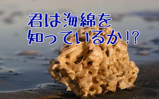 海綿とバイオミメティクス（生物模倣）の古くて新しい驚きの話