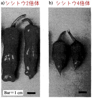 シシトウ4倍体のときの発現型