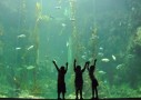 水族館が嫌いな子供は意外と多い