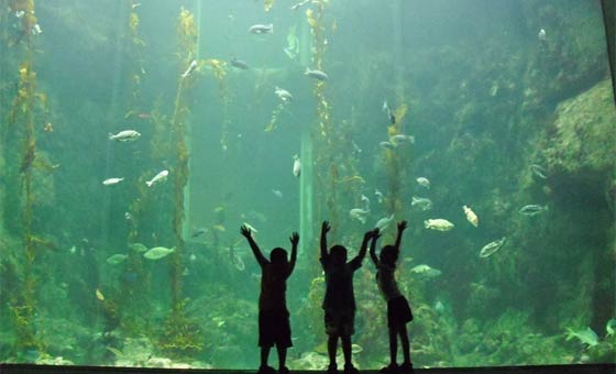 水族館が嫌いな子供は意外と多い