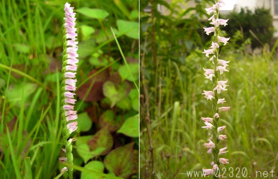 花 ねじり そう 花好きを応援！総合花サイトみんなの花図鑑