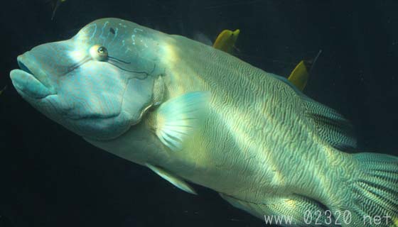 スマホで水族館の写真撮影をするときに失敗しない三ヶ条