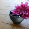 園芸菊