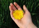 植物を優しく撫でながら育てるとたくさんの花が咲く科学的根拠