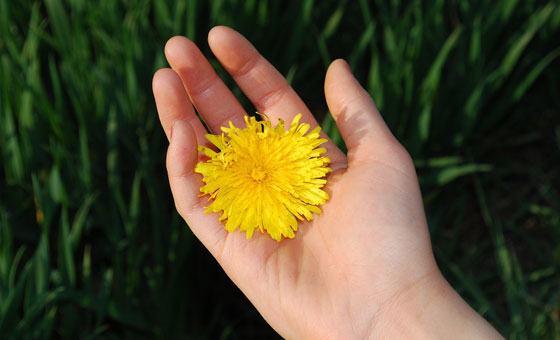 植物を優しく撫でながら育てるとたくさんの花が咲く科学的根拠